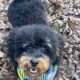 7 month old male miniature poodle