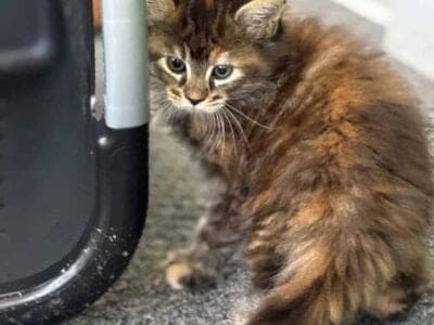 Looking for forever home!