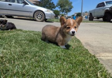 Male corgi puppy – Winston