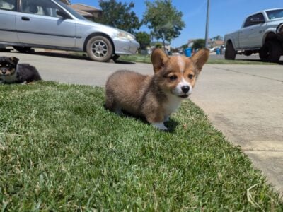 Male corgi puppy – Winston