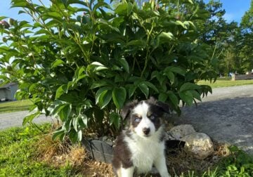 Rosie – Micro/Toy Australian Shepherd