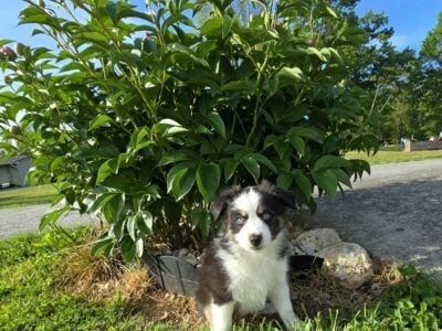 Rosie – Micro/Toy Australian Shepherd