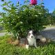 Rosie – Micro/Toy Australian Shepherd