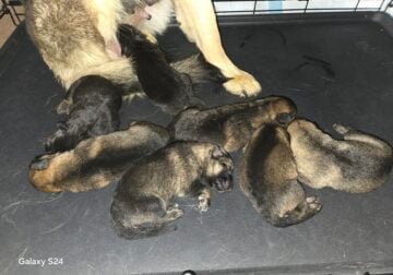 Purebred German Shepard Puppies