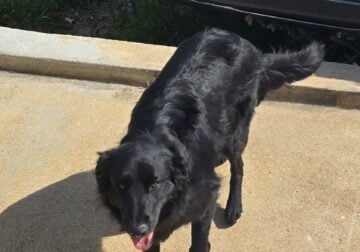 Flat-Coated Retriever