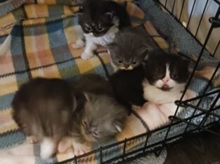 Dollface Persians kittens