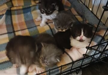 Dollface Persians kittens