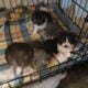 Dollface Persians kittens
