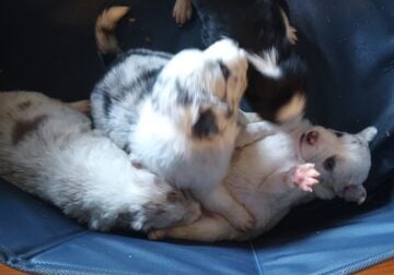 Blue merle puppies and sibling
