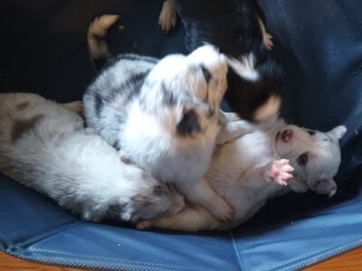 Blue merle puppies and sibling