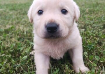 Pure Bred Yellow Labrador Male Puppy 2 of 2