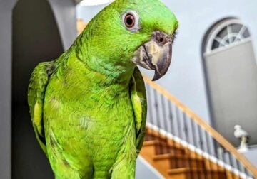 Yellow Naped Amazon