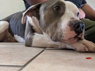 Smokey the pit