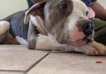 Smokey the pit