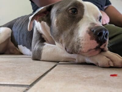 Smokey the pit