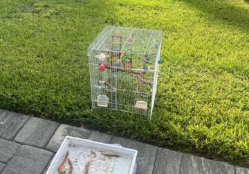 2 budgies / parakeets. $40