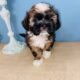 Handsome Shih tzu boy