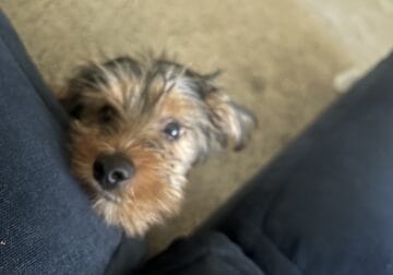 Yorkie puppy for sale
