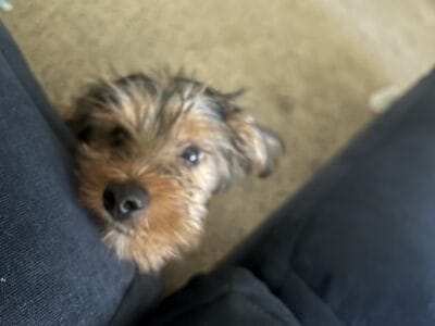 Yorkie puppy for sale