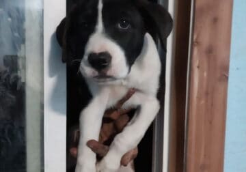 Boxer Mixed 11 wks old