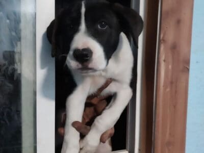 Boxer Mixed 11 wks old