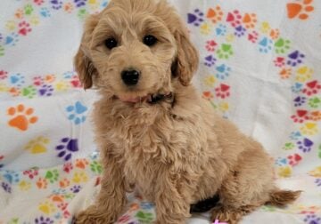 Mini Goldendoodle Female-Roxy