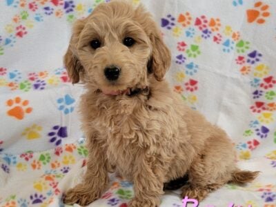Mini Goldendoodle Female-Roxy