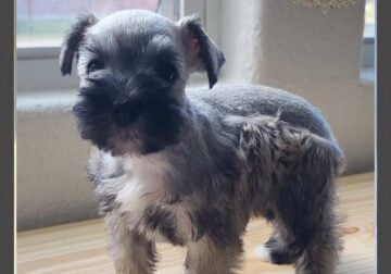 MINIATURE SCHNAUZER