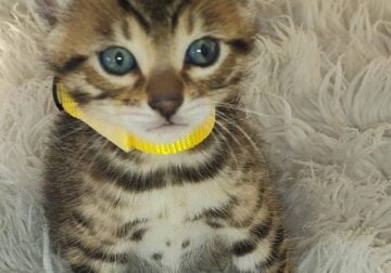 Bengal Kittens