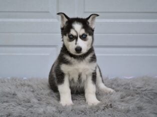 German Shepherd-Husky Mix Holmesville OH Sandy