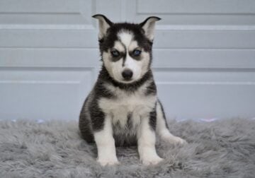 German Shepherd-Husky Mix Holmesville OH Sandy