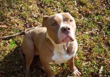American Bully For Sale