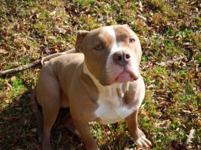 American Bully For Sale