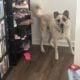 Great Pyrenees and Australian Cattle Dog Mix Puppy
