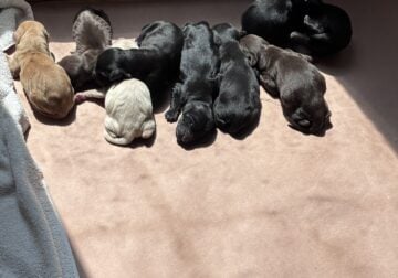 Goldendoodle Puppies!