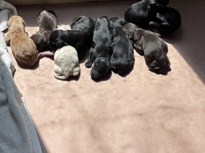 Goldendoodle Puppies!