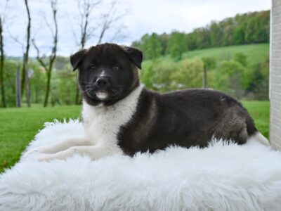AKC Akita For Sale Millersburg OH F-Sky