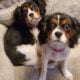 Cavalier King Charles Spaniel Pups