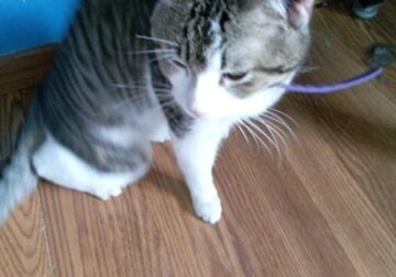 Mr. Milo Needs a home