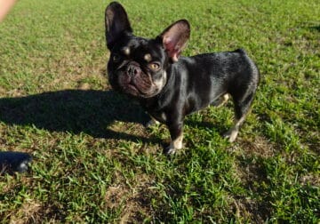 Remi (Purebred with fluffy lineage)