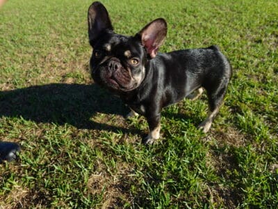 Remi (Purebred with fluffy lineage)