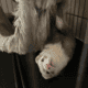 2 Female Young Ferrets