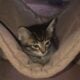 BobTail kittens