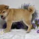 AKC Shiba Inu Larry