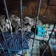 Blue pit puppies
