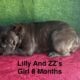 AKC Female French Bulldog