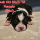 Australian Shepherd Puppies ASDR