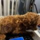 Red poodle