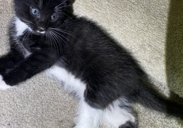 Pick your purrfect kitten