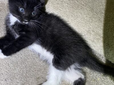 Pick your purrfect kitten